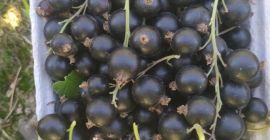 Sprzedam porzeczkę czarną rwana ręcznie
