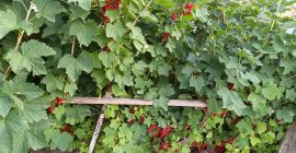Sprzedaję świeżo zerwane porzeczki czerwone. Rośliny są wolne od
