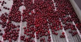 Oferujemy wysokiej jakości mrożone wiśnie z pestkami, produkowane w