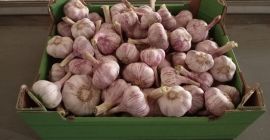 Sprzedam tegoroczny czosnek Polski Wysuszony oraz wyczyszczony bardzo aromatyczny