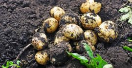 Oberon 15kg -15 Monte Carlo 15kg -20 Irga 15kg-