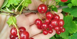 Sprzedam porzeczkę czerwona Jonker van tes, na tłoczenie ,mrożenie