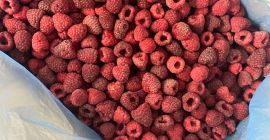 Mrożone maliny na sprzedaż – jakość premium (IQF) Oferujemy