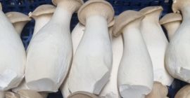 We offer King Oyster mushrooms, different sizes. Please contact
