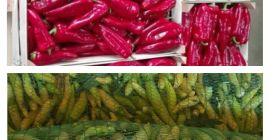W ofercie od sierpnia do października: czerwona papryka kapia