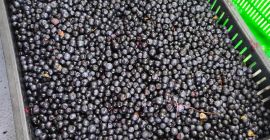 Witam, sprzedam jagodę leśną oczyszczoną na terenie małopolski i