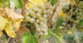 Dobrej jakości węgierskie winogrona Leányka/Dziewczynka (białe, odmiana węgierska), Blauburger,