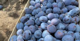 Świeże śliwki Stanley z Mołdawii – kaliber 30+ mm,