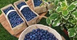 Borówka amerykańska prosto z lokalnej plantacji, ekologiczna, niepryskana