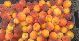 Sprzedam brzoskwinie odmiany Harnaś po gradzie . Duże ilości,