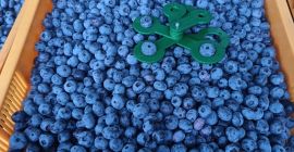 Fresh 100% organic blueberies with GG, GRASP, eco certificates.