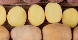 Fresh Albanian Potatoes – Season Starts in 3 Months