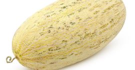 Melony uzbeckie – Mirza (Torpedo) | Biały Miód |