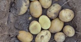 Jesteśmy producentem ziemniaków wysokiej jakości odmian Agata i Konkordt.