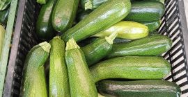 Sprzedam cukinię Różne odmiany Landa świeża Jeśli chodzi o