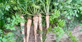 Sprzedam bardzo ładną pietruszkę długą.