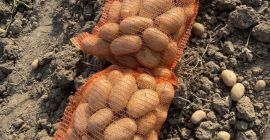 Ziemniaki sprzedawane są hurtowo w paletach o wadze netto