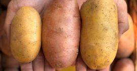 Ziemniaki to Red Lady, Queen Anne i Prada.