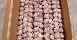 Jeśli szukasz prawdziwego, aromatycznego polskiego czosnku, to dobrze trafiłeś!