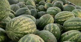 Sprzedawca: Lukijan Lazarov Pivnice, gmina Bačka Palanka, Serbia –