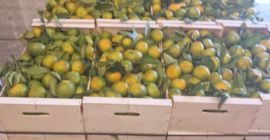 Mamy mandarynki satsuma (Iwasaki, okitsu, satsuma). Zbierane są jako