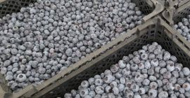 Sprzedam Borówkę 12+ Podkarpackie/Małopolska