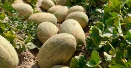 Oferujemy szeroki asortyment produktów spożywczych: świeże arbuzy, słodkie melony,