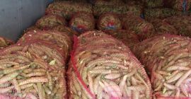 W ofercie od sierpnia do października: czerwona papryka kapia