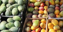 Sprzedaję egipskie mango, najlepsze na świecie. Bezpośrednio od producentów.
