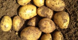 Sprzedam ziemniaki odmiana Carrera opakowanie 25kg lub BB.