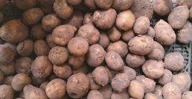 Mam na sprzedaż 5 ton ziemniaków. Odmiana Redsonia i