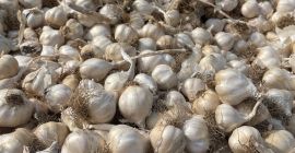 Duży czosnek 1,7 lej Mały czosnek 1,3 lej Przy