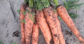 Sprzedam marchew kal. 4+, zdrowa, długa, ilości tirowe, kopana