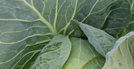 Sprzedam kapuste szatkowana lub w główkach odmiany na gołabki