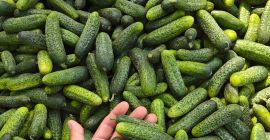 Sprzedam ogórek gruntowy ilości hurtowe. 1-10 ton dziennie Sortowany,