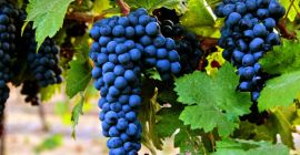 Wyselekcjonowaliśmy winogrona Primitivo, Falanghina i Aglianico, uprawiane ekologicznie, idealne