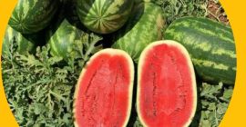 Sprzedam arbuzy bezpośrednio z naszych zbiorów. Dziennie ok. 30-40