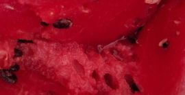 Sprzedaję arbuzy odmiany Sinfonia i melony odmiany Karpathos w