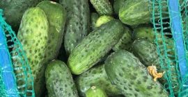 Dzienny zbiór to około 120-150 kg