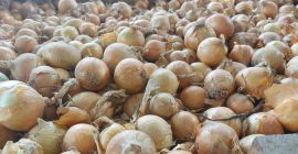 SPRZEDAM CEBULĘ , KALIBER 4,5+ / 7 . MOŻE