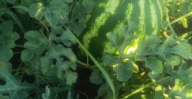 Sprzedam arbuzy odmiany Sais professional, małe i duże ilości,