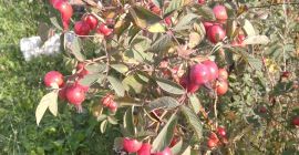 Sprzedam około 4 ton owoców róży Karpatia. Posiadamy certyfikat