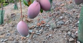 Organiczne mango z regionu Axarquia na sprzedaż, od drzewa