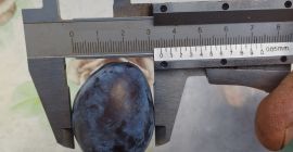 Śliwki Stanley – rocznik 2025 Dostępna ilość: 20 ton