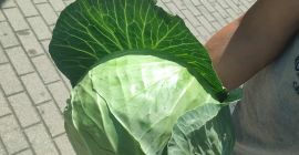 + Możliwość zakupu dużych ilości + Cena: 2,3 zł/kg