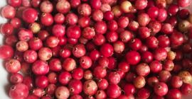 Sprzedam świeżą żurawinę bagienną, zbieraną na zamówienie w lubelskich
