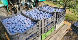 Hurtowe śliwki – prosto z sadu. Dostarczamy świeże, wysokiej