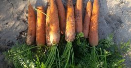 Sprzedam marchew przemysłową kal.4+odm .Bermuda.Proszę o kontakt telefoniczny [telefon]