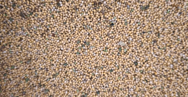 Witam, sprzedam gorczycę białą odmiana gracja, idealna na poplony,