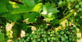 Sprzedaję 330 ton winogron: 70% czerwonych i 30% białych,
